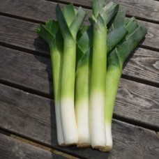 Organic Leek- Hilari